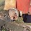 #1809-•-massey-ferguson-metal-lawn-trailer-image-17
