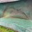 #5618-•-fiber-glass-feed-cart-image-12