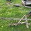 #5586-•-moldboard-plow-image-11