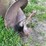 #5611-•-post-hole-digger-image-3