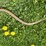 #5623-•-(1)-cable-image-2