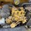 2015-caterpillar-c11-image-3