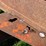 #5575-•-heavy-duty-trailer-image-12