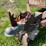 #5597-•-single-axle-trailer-image-9