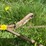 #5627-•-(3)-cables-image-8