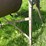 #5619-•-vintage-concrete-mixer-image-9