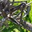 #5621-•-antique-adjustable-height-and-angle-pull-behind-road-grader-image-23