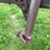 #5609-•-pto-sickle-mower-image-6