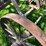 #5621-•-antique-adjustable-height-and-angle-pull-behind-road-grader-image-29