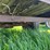 #5582-•-utility-trailer-image-14