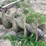 #5611-•-post-hole-digger-image-4