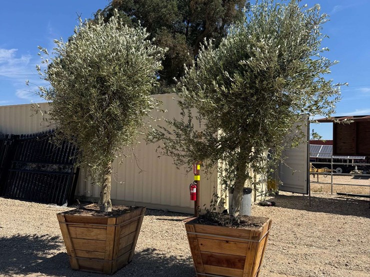 (2)-arbequina-fruiting-olive-trees-image-1