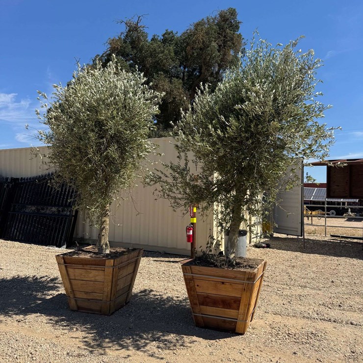 (2) Arbequina Fruiting Olive Trees