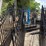 #5125-•-set-of-gates-with-deer-design-image-1