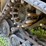 2024-asv-rt-75-heavy-duty-skidsteer-image-7