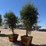 (2)-arbequina-fruiting-olive-trees-image-3