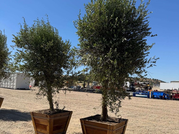 (2)-arbequina-fruiting-olive-trees-image-3