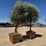 (2)-arbequina-fruiting-olive-trees-image-4