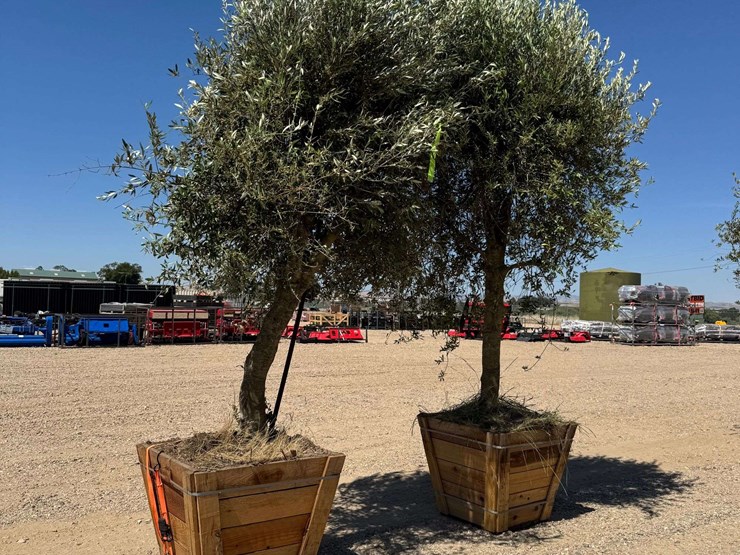 (2)-arbequina-fruiting-olive-trees-image-4