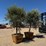 (2)-arbequina-fruiting-olive-trees-image-4