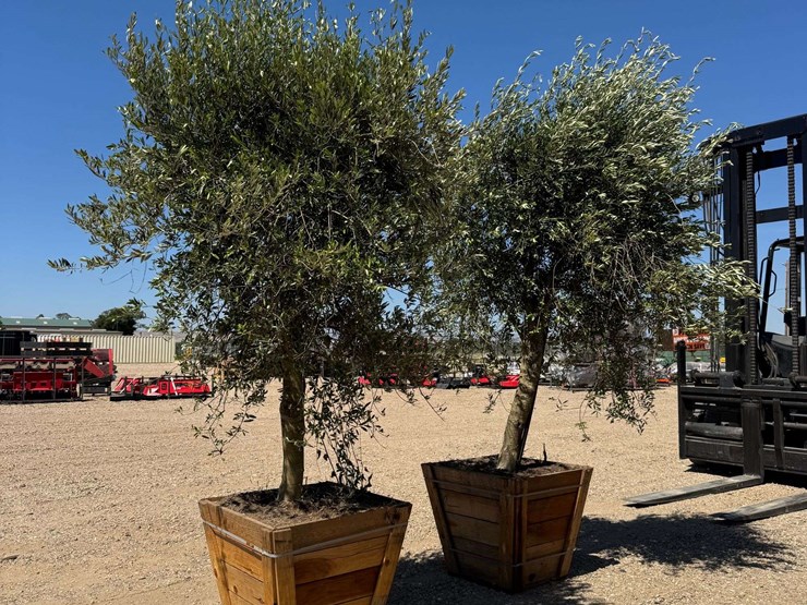 (2)-arbequina-fruiting-olive-trees-image-4