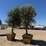 (2)-arbequina-fruiting-olive-trees-image-3