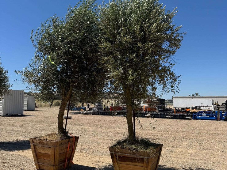 (2)-arbequina-fruiting-olive-trees-image-3