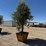 arbequina-fruiting-olive-tree-image-3