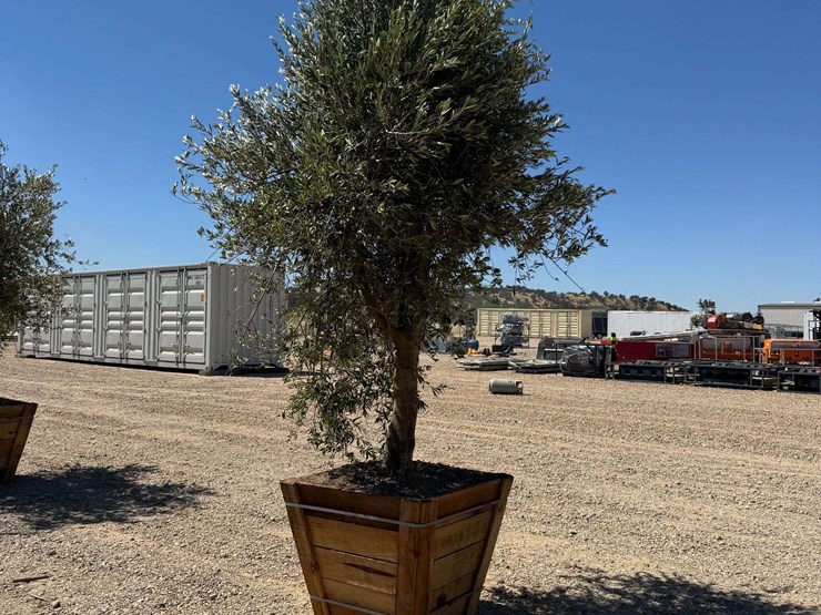arbequina-fruiting-olive-tree-image-3