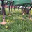 john-deere-980-image-17