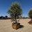 arbequina-fruiting-olive-tree-image-4