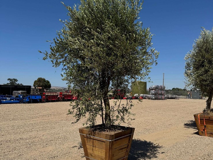 arbequina-fruiting-olive-tree-image-4