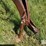 new-holland-56-image-9