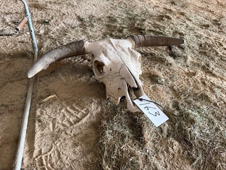 cow-skull-image-3