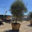 arbequina-fruiting-olive-tree-image-2