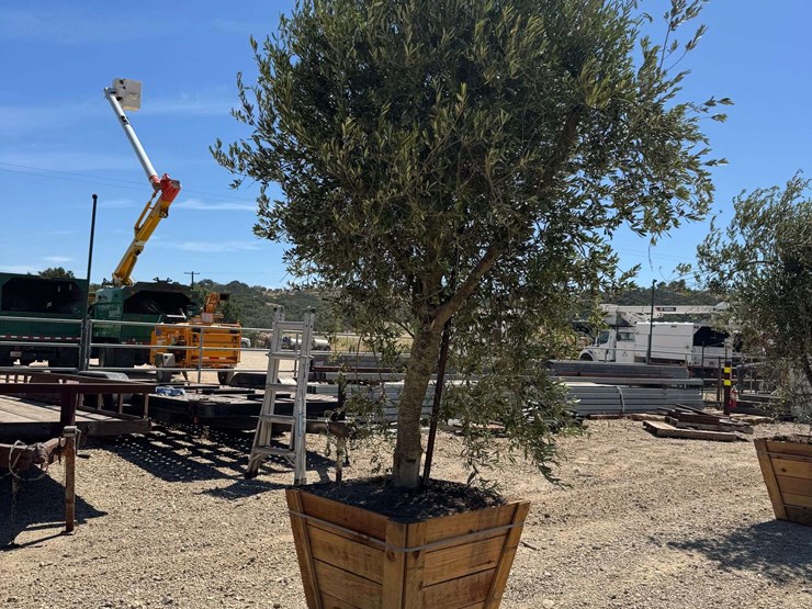 arbequina-fruiting-olive-tree-image-2
