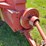 new-holland-273-image-11