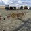 eurorake-9-wheel-rake-3380-image-2