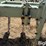 orthman-603-066-image-12