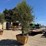 arbequina-fruiting-olive-tree-image-1