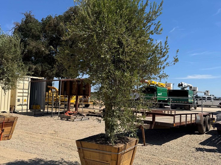 arbequina-fruiting-olive-tree-image-1