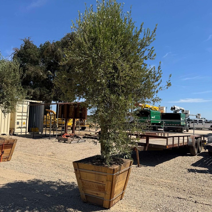 Arbequina Fruiting Olive Tree