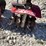 #6967-•-(2)-tillers-image-8