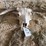 cow-skull-image-2