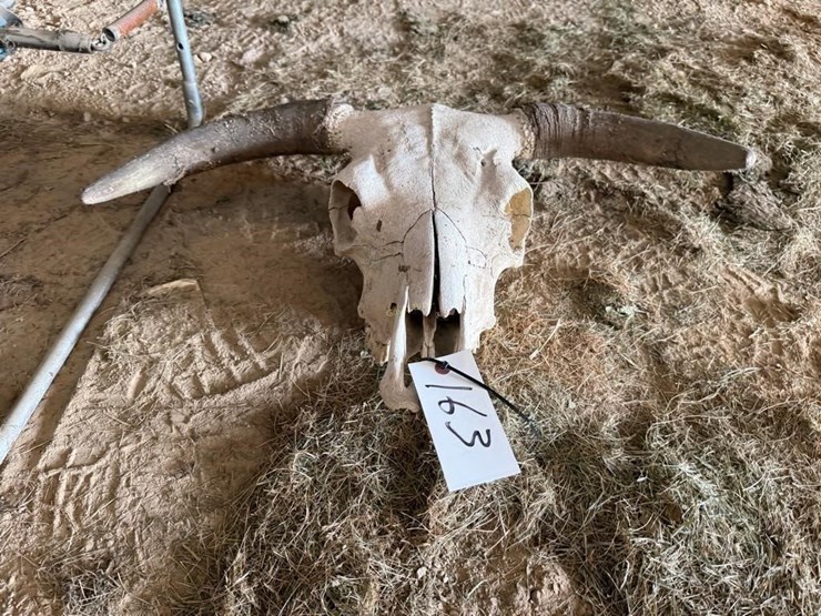 cow-skull-image-2