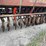 #9009-•-8'-grain-drill-(of)-image-25