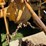 massey-ferguson-2200-image-10