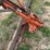 case-ih-3-image-15