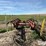 hesston-3981-image-6