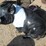 #5120-•-potbelly-pig-statue-image-1